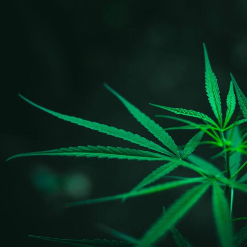 CBD local delivery in newtowards, belfast and bangor nature alternatives